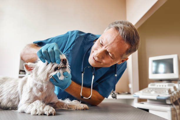 Best Knocked-Out Tooth (Avulsed Tooth) Treatment in Bing, OR